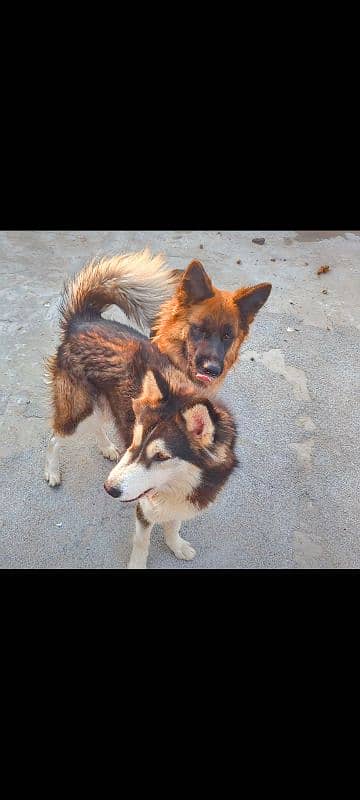 German shepherd and husky 2