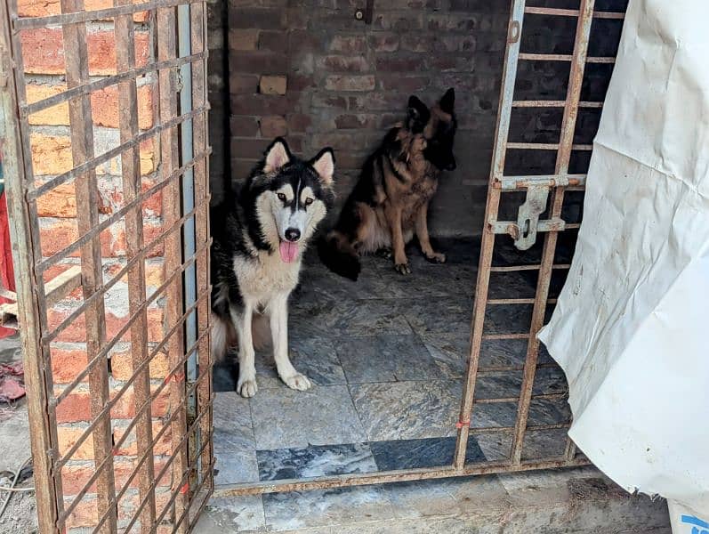 German shepherd and husky 4