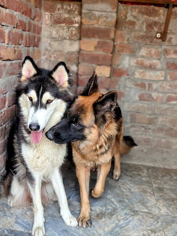 German shepherd and husky 5