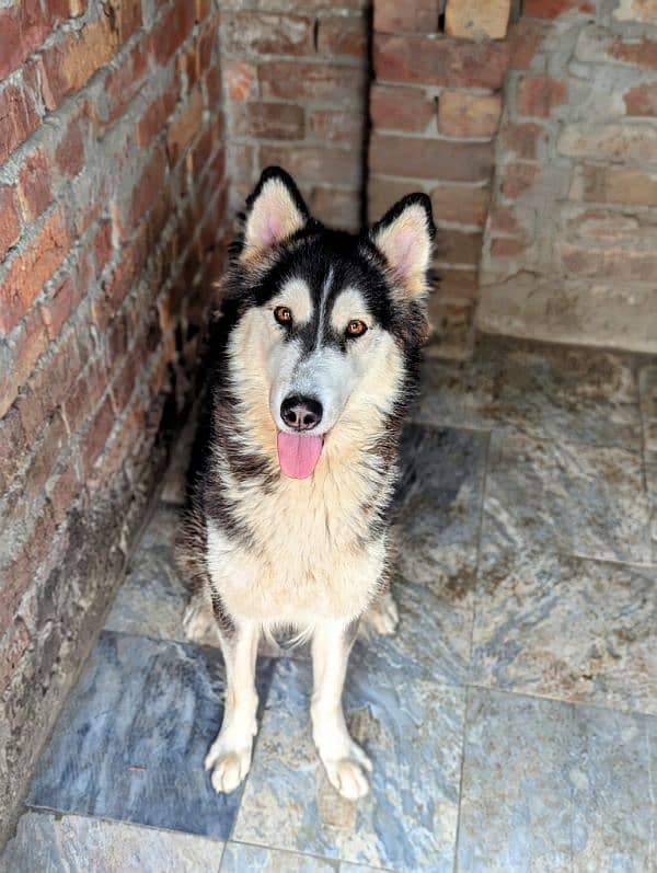 German shepherd and husky 6