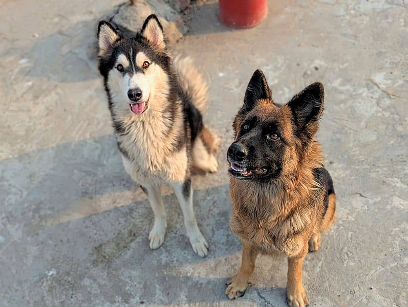 German shepherd and husky 8