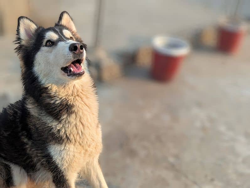 German shepherd and husky 9