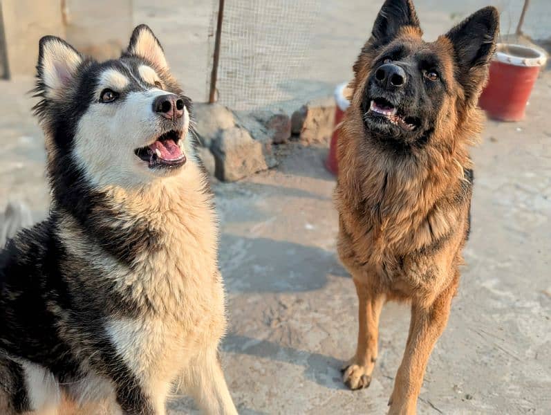 German shepherd and husky 10