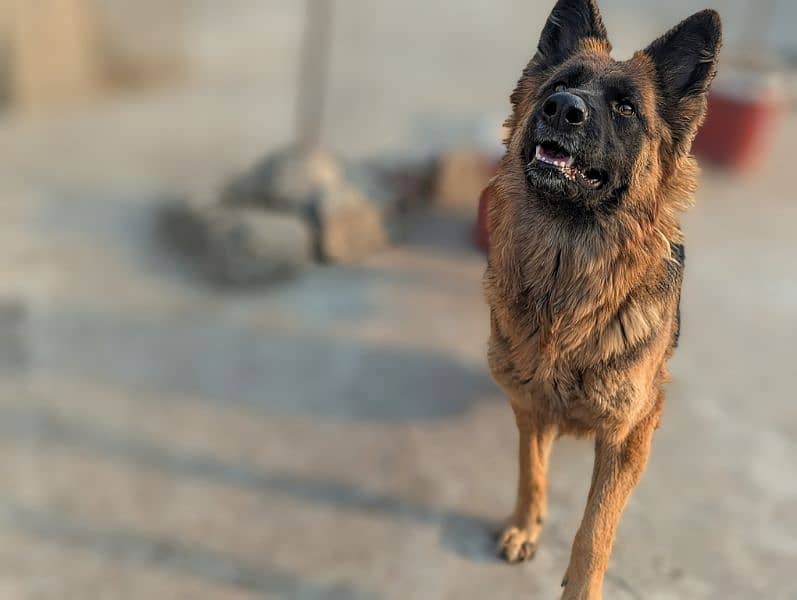 German shepherd and husky 11