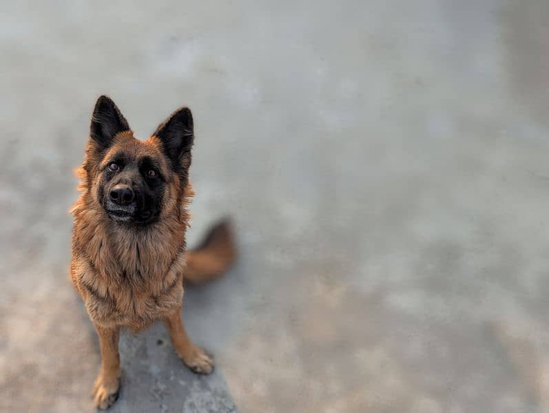 German shepherd and husky 12