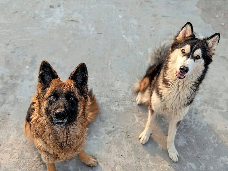 German shepherd and husky 13