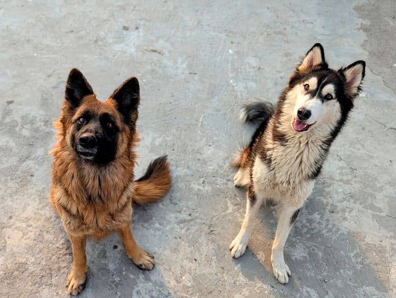 German shepherd and husky 14