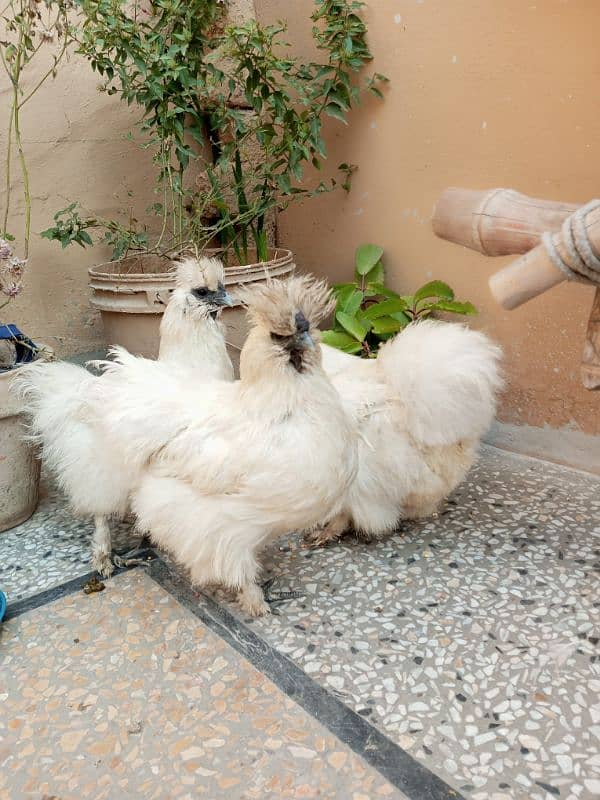 golden heavy buff - silkie hens - eggs laying hens 03358389811 hens 5