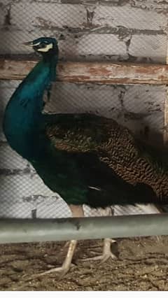 peacock pure Indian blue shoulder male