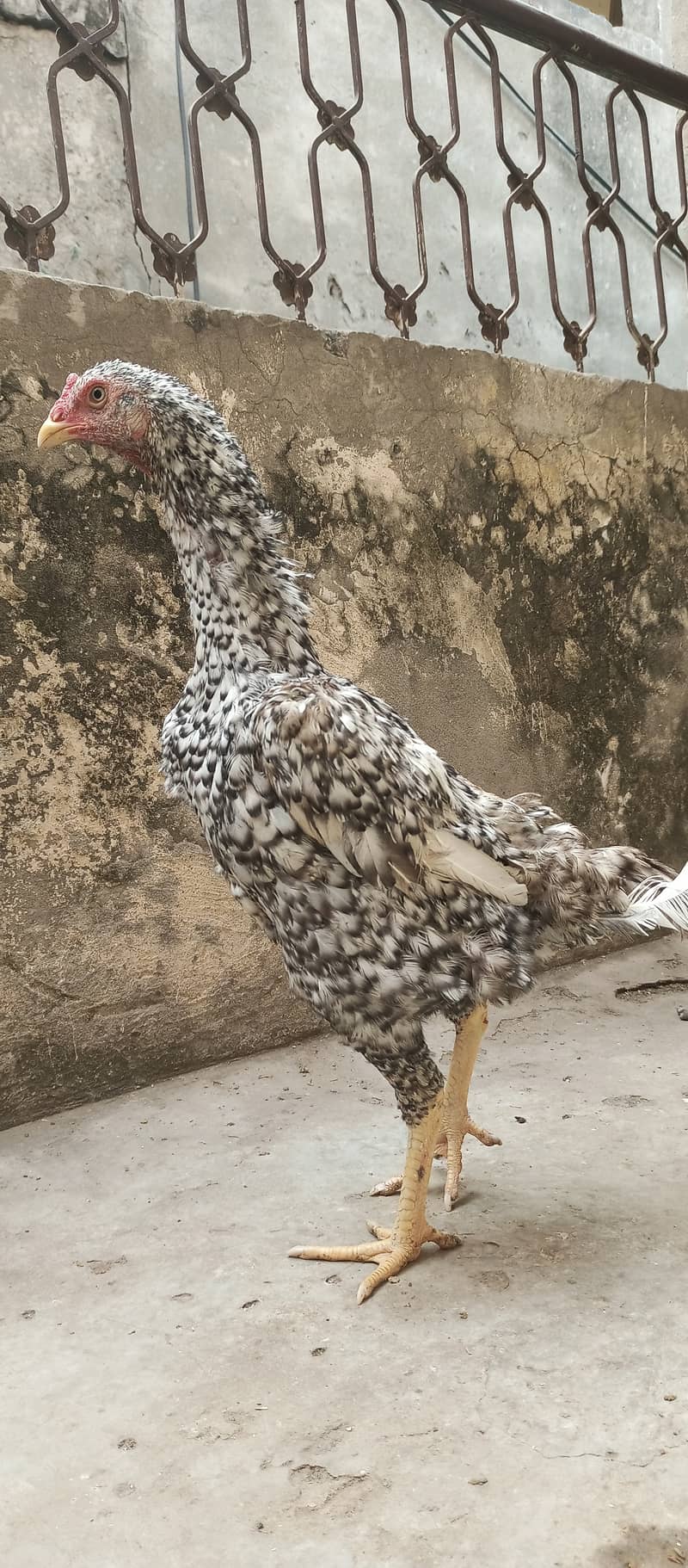 German Coco O Shamo female / aseel / chick's / shamo / hens / murga 1