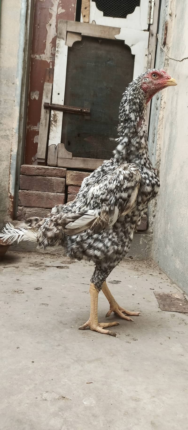 German Coco O Shamo female / aseel / chick's / shamo / hens / murga 2