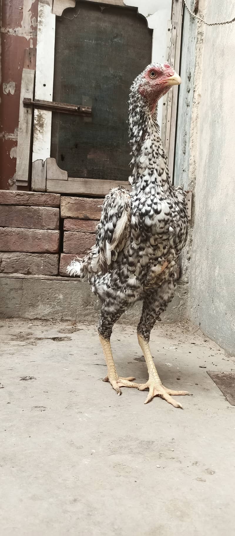 German Coco O Shamo female / aseel / chick's / shamo / hens / murga 4