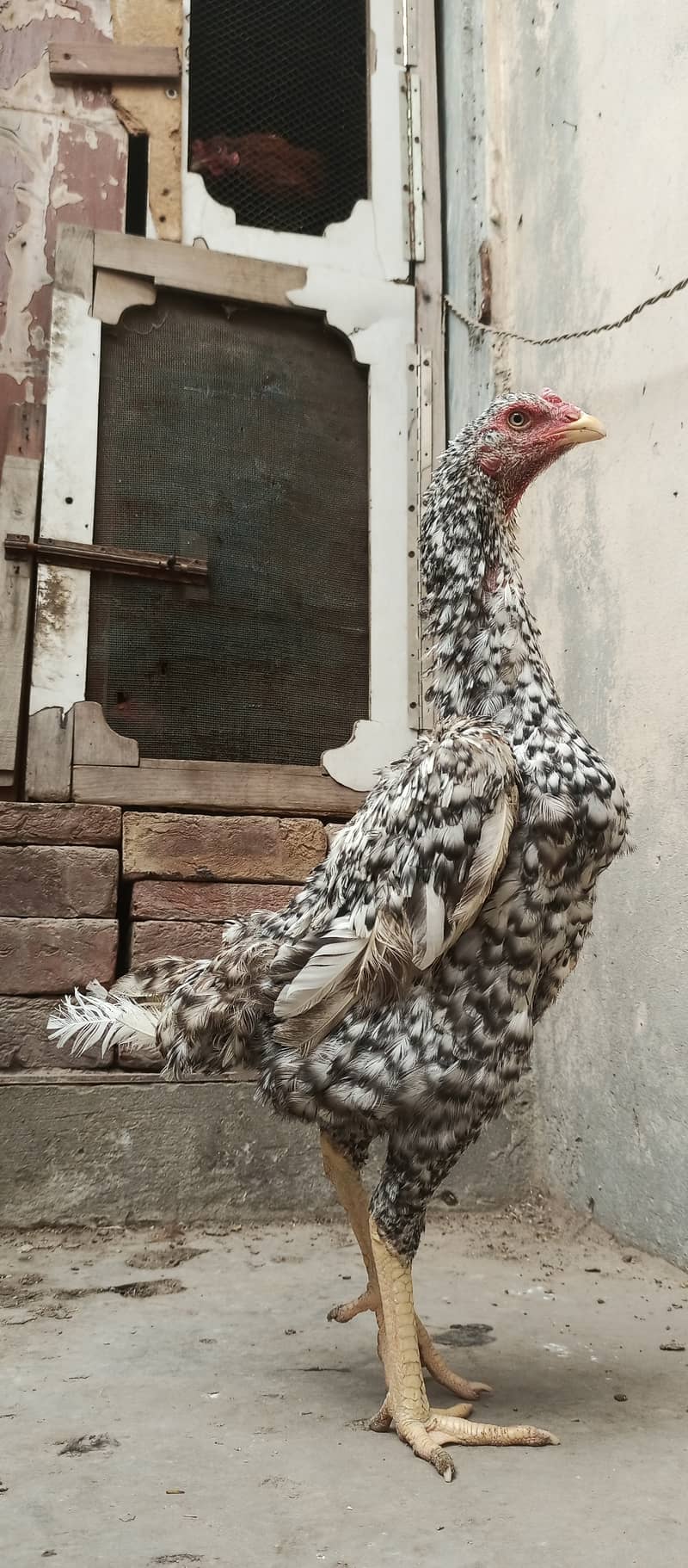 German Coco O Shamo female / aseel / chick's / shamo / hens / murga 5