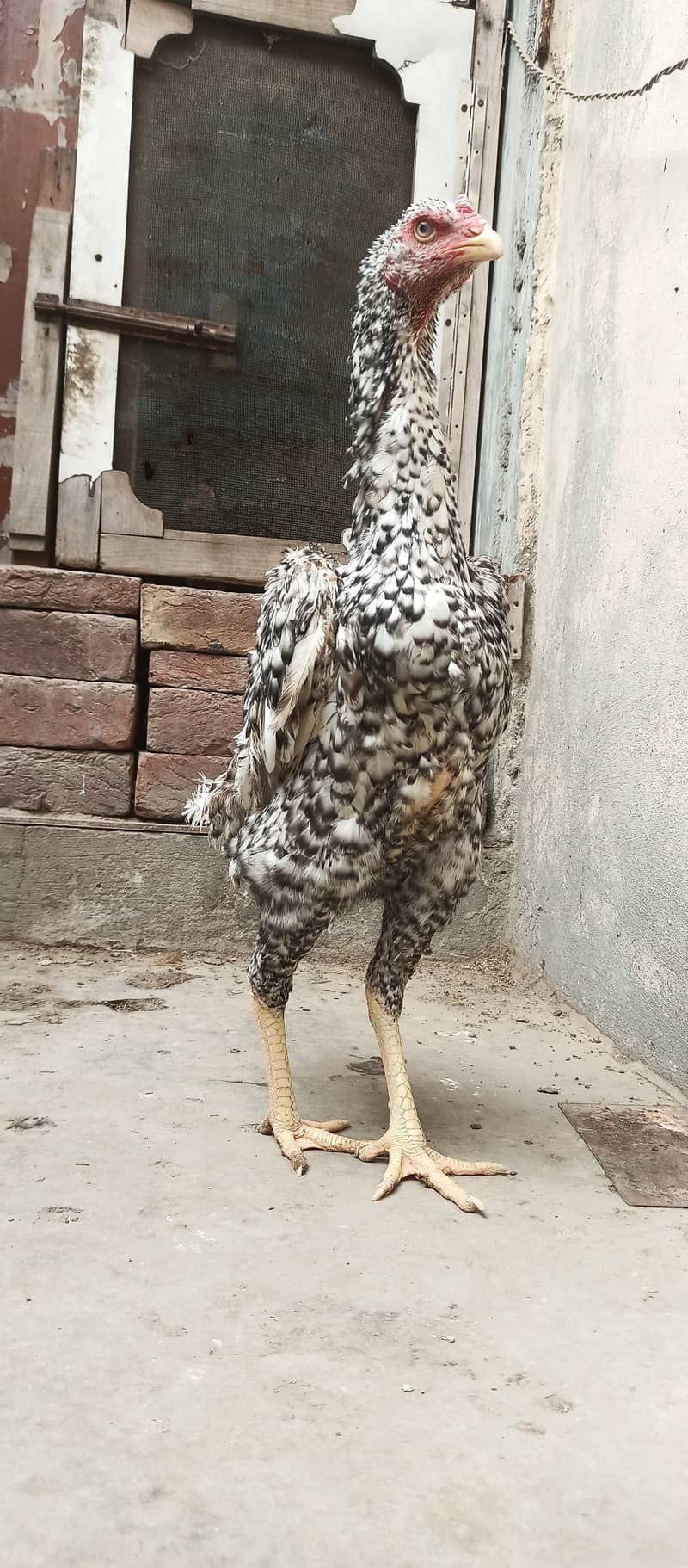 German Coco O Shamo female / aseel / chick's / shamo / hens / murga 6