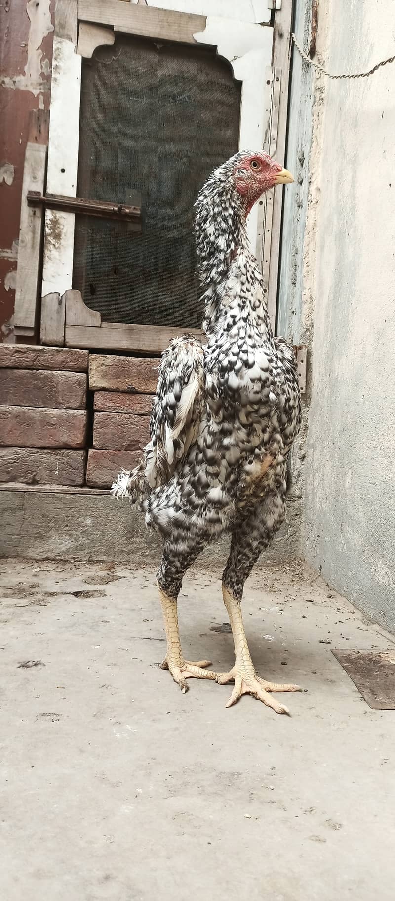 German Coco O Shamo female / aseel / chick's / shamo / hens / murga 7