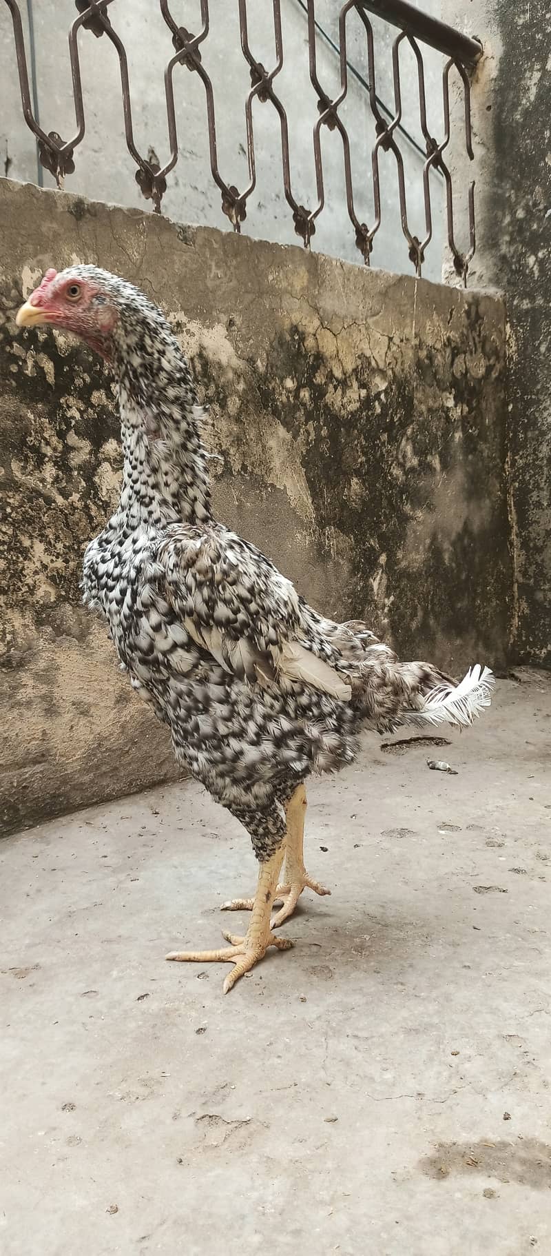 German Coco O Shamo female / aseel / chick's / shamo / hens / murga 9