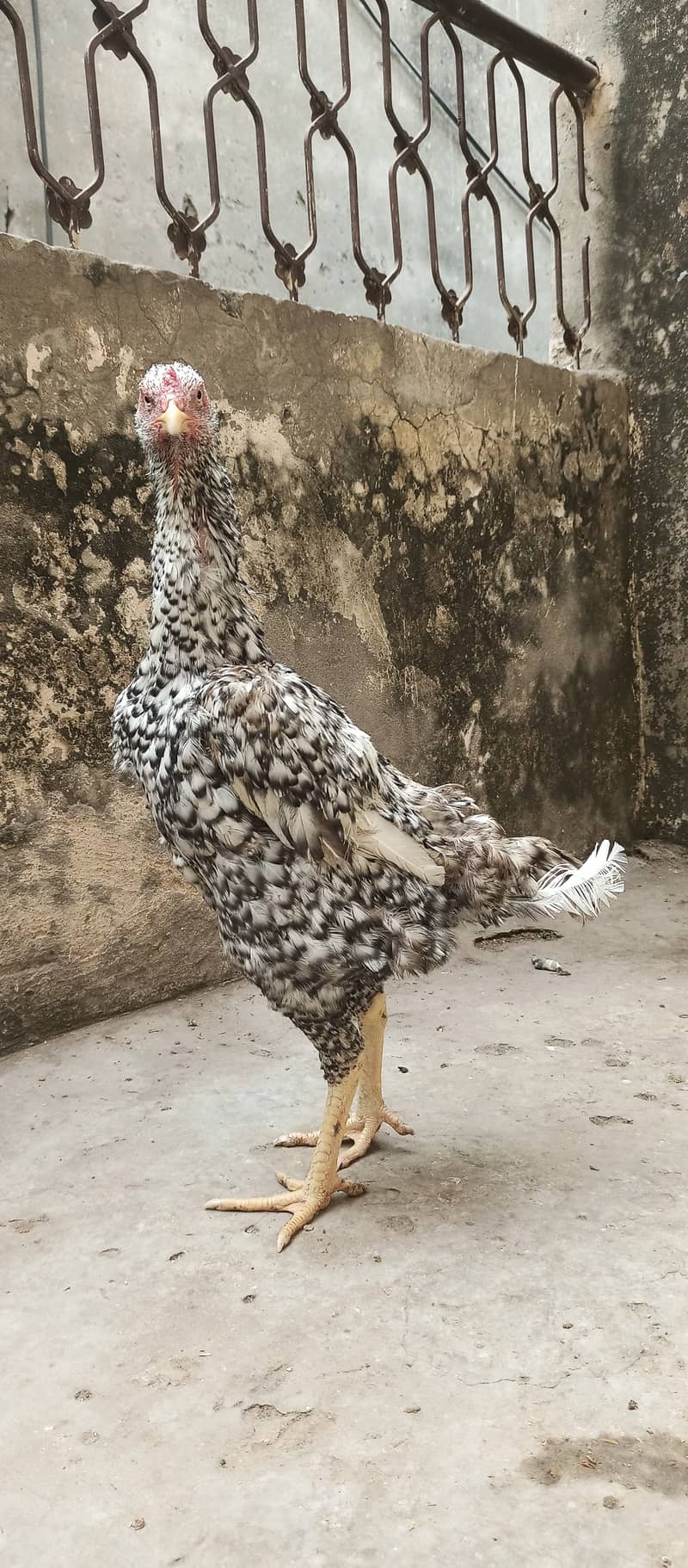 German Coco O Shamo female / aseel / chick's / shamo / hens / murga 10