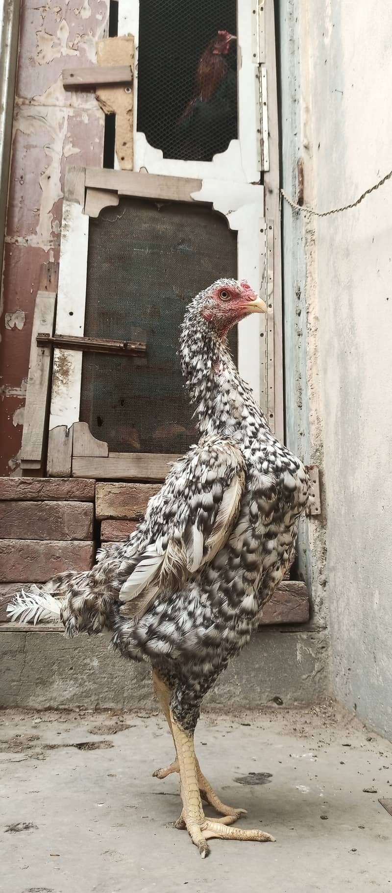 German Coco O Shamo female / aseel / chick's / shamo / hens / murga 11