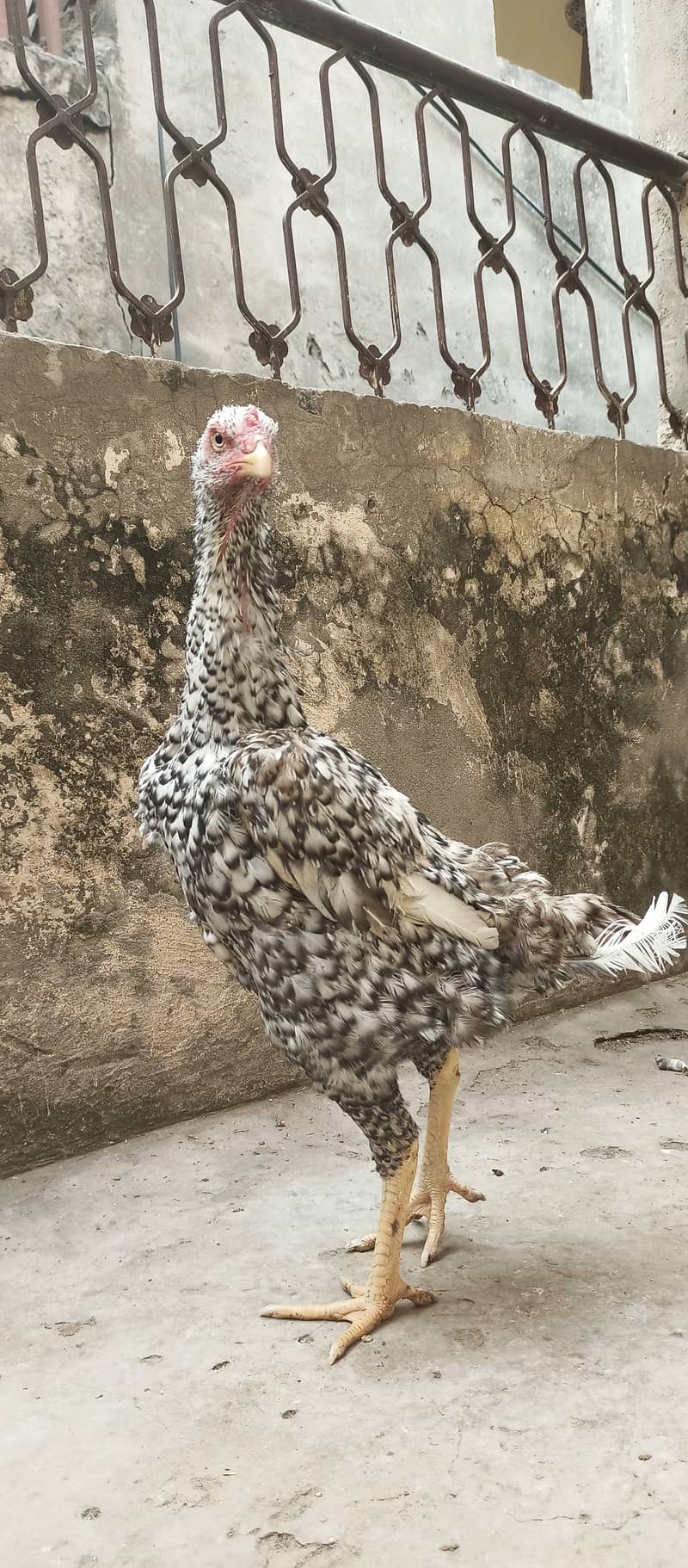 German Coco O Shamo female / aseel / chick's / shamo / hens / murga 12