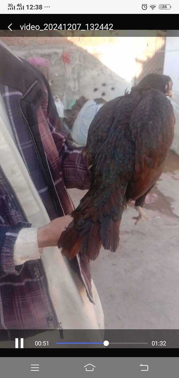 Aseel mianwali female for sale 1