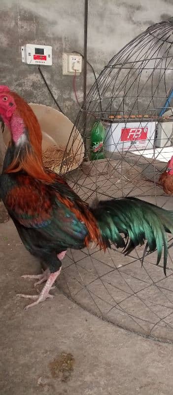 Aseel and golden misri male for sale 1