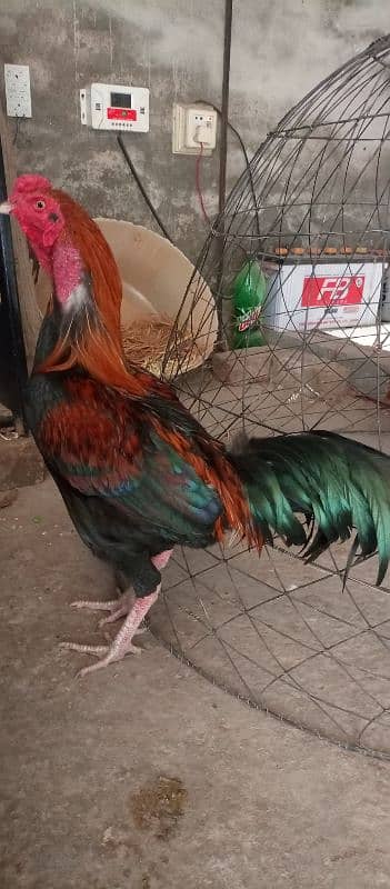 Aseel and golden misri male for sale 2