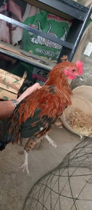 Aseel and golden misri male for sale 4