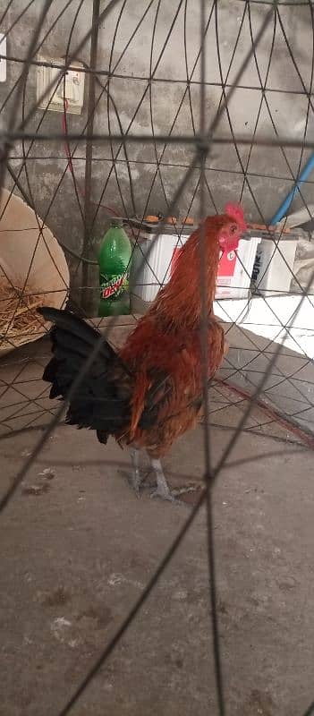 Aseel and golden misri male for sale 9