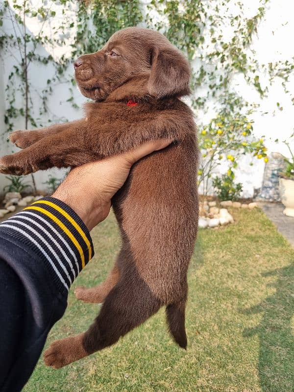 Imported Bloodline Labrador Puppies 0