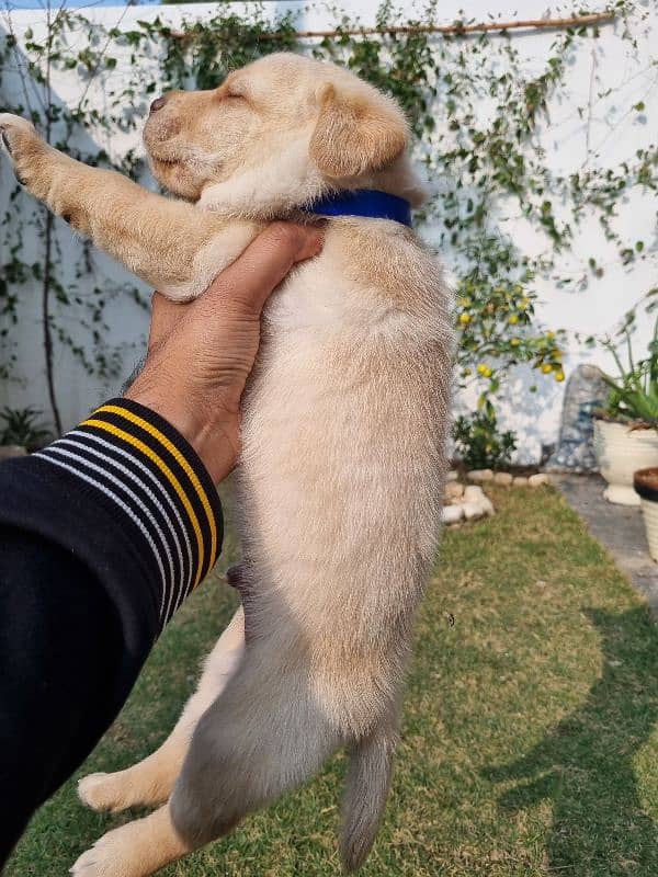 Imported Bloodline Labrador Puppies 1