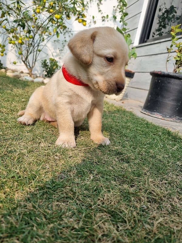 Imported Bloodline Labrador Puppies 2