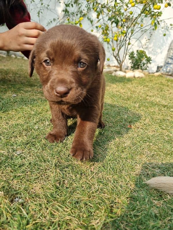 Imported Bloodline Labrador Puppies 3