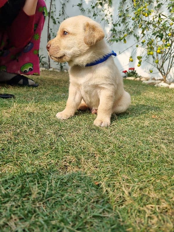 Imported Bloodline Labrador Puppies 4