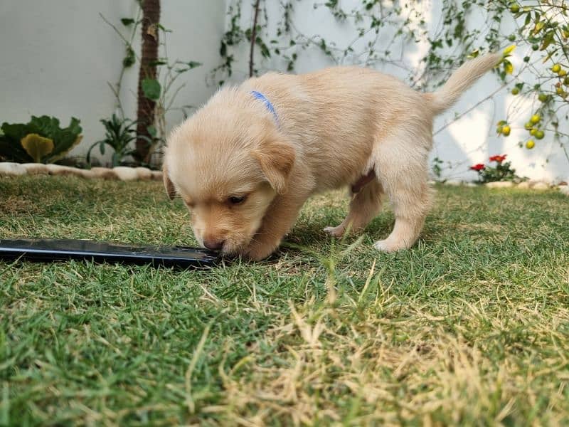 Imported Bloodline Labrador Puppies 5