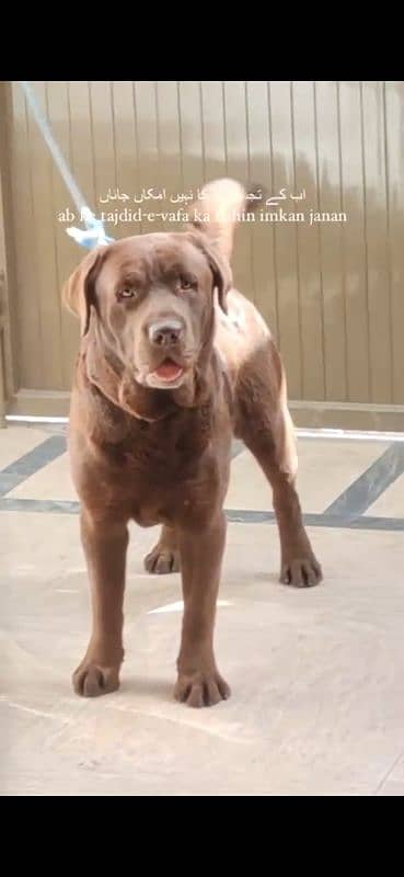 Imported Bloodline Labrador Puppies 6