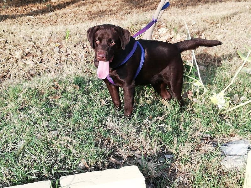 Imported Bloodline Labrador Puppies 7