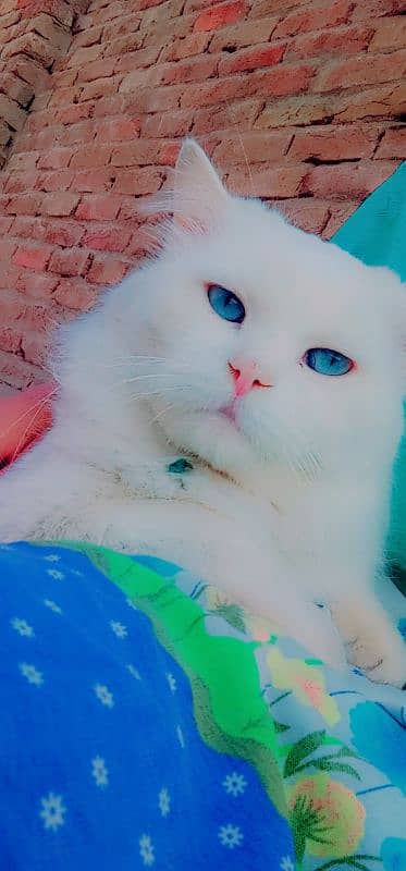 Persian male cat double coated 3