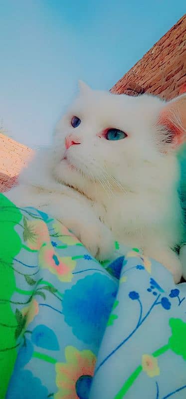 Persian male cat double coated 4