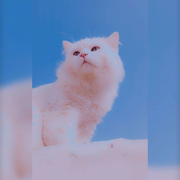 Persian male cat double coated 5