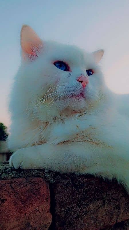 Persian male cat double coated 6