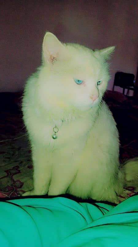 Persian male cat double coated 8