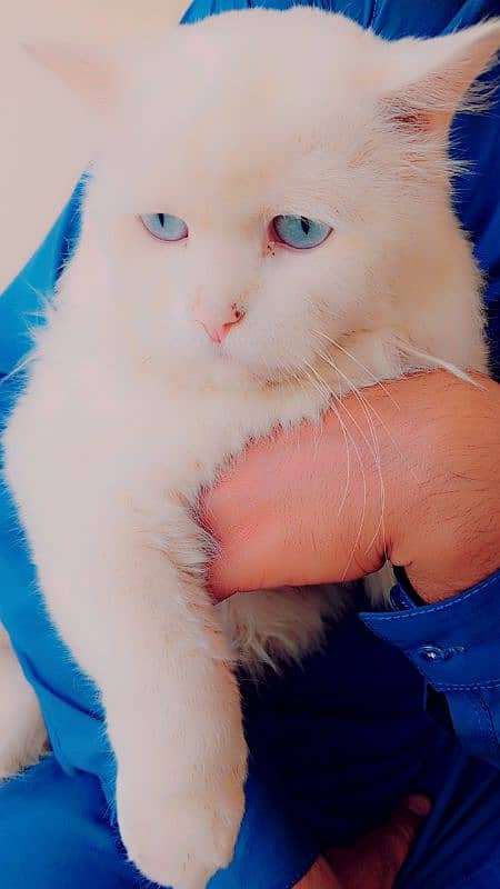 Persian male cat double coated 11