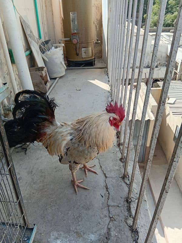 Desi Hens Breeding Pair 1