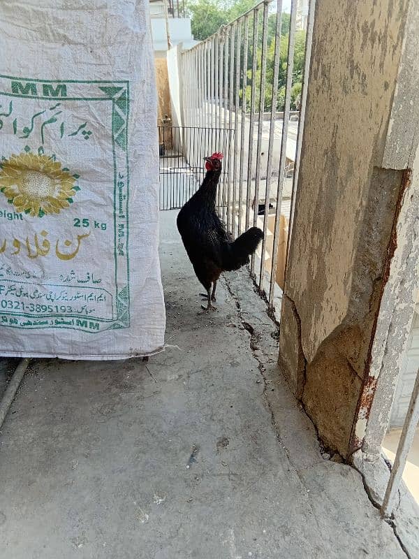 Desi Hens Breeding Pair 2