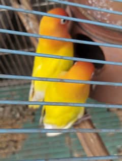 love bird 100% breeder pairs and cage for sale number 03264068907