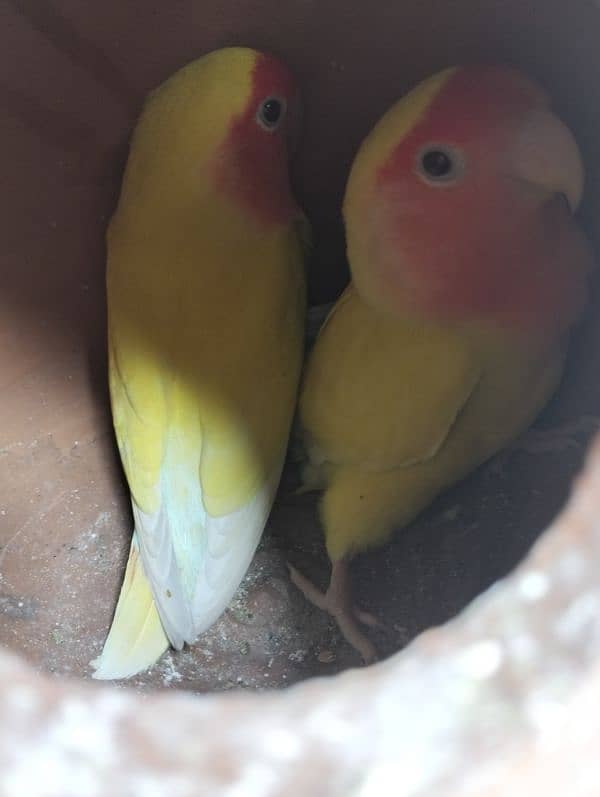 love bird 100% breeder pairs and cage for sale number 03020143113 1