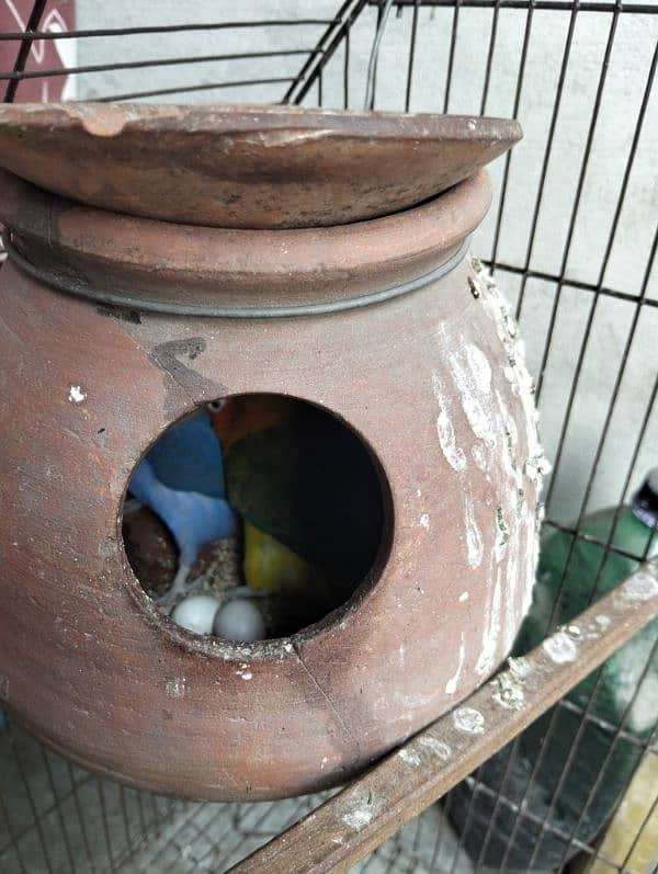 love bird 100% breeder pairs and cage for sale number 03020143113 2