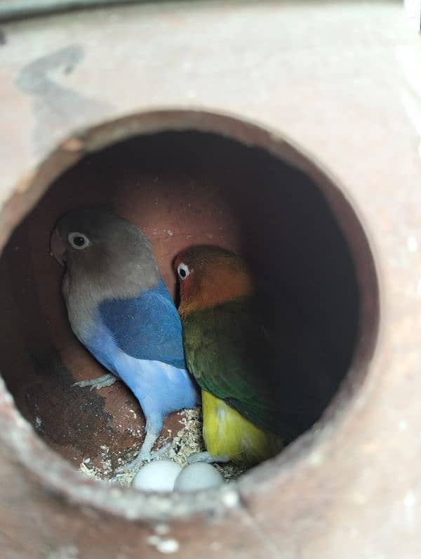 love bird 100% breeder pairs and cage for sale number 03020143113 3