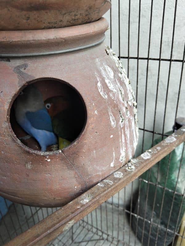 love bird 100% breeder pairs and cage for sale number 03020143113 4