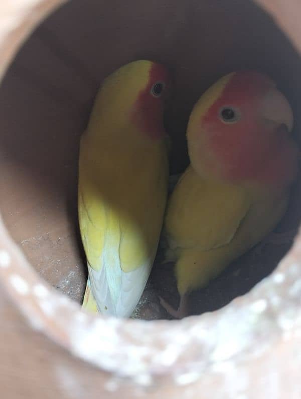 love bird 100% breeder pairs and cage for sale number 03020143113 5